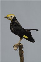 藏品(金頭椋鳥)的圖片